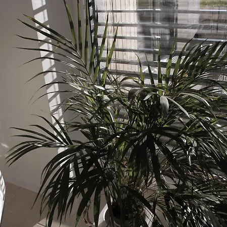 アパート Deluxe Panorama *