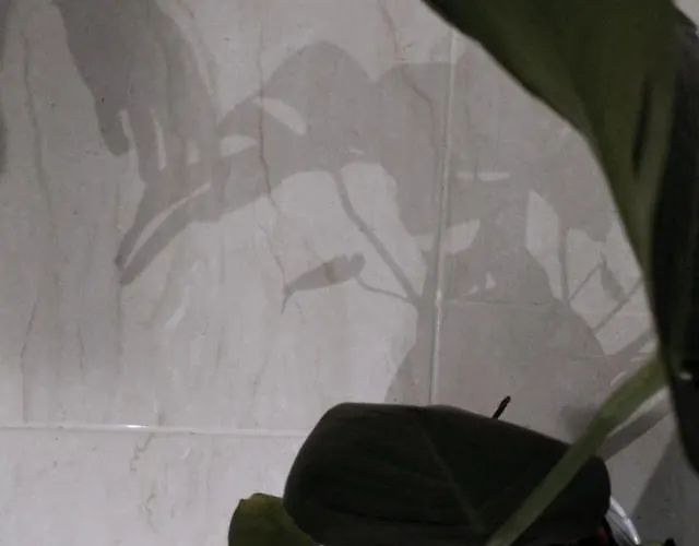 Deluxe Panorama * Lesce (Upper Carniola)